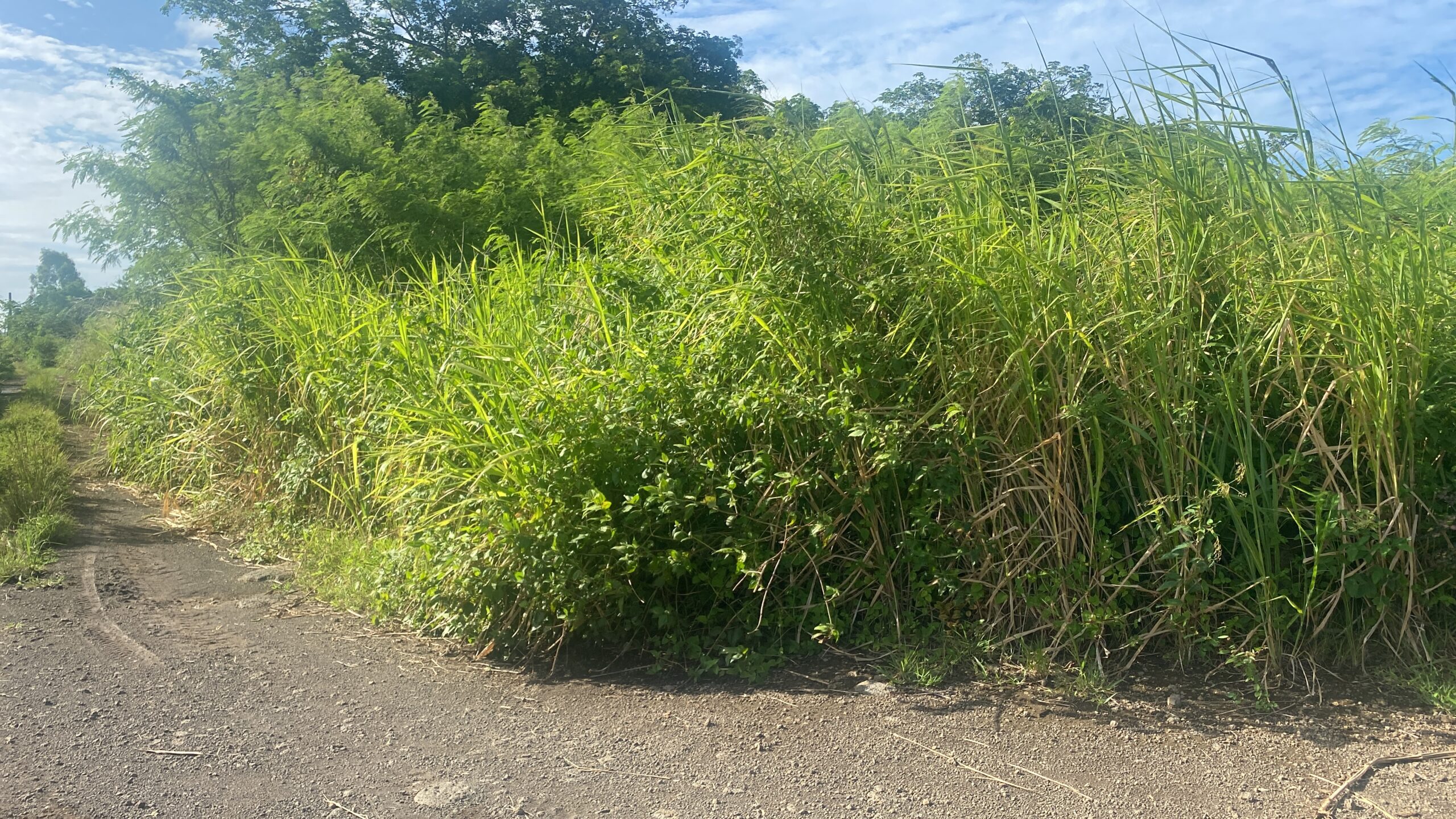 Land for Sale – Grand bay