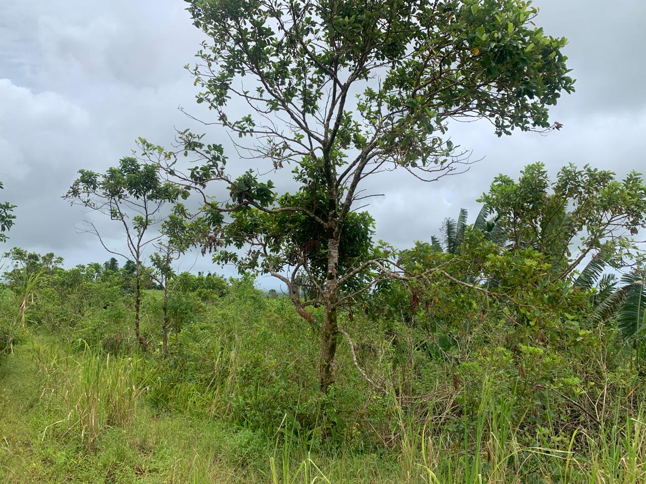 Agricultural Land for Sale – Bois cheri